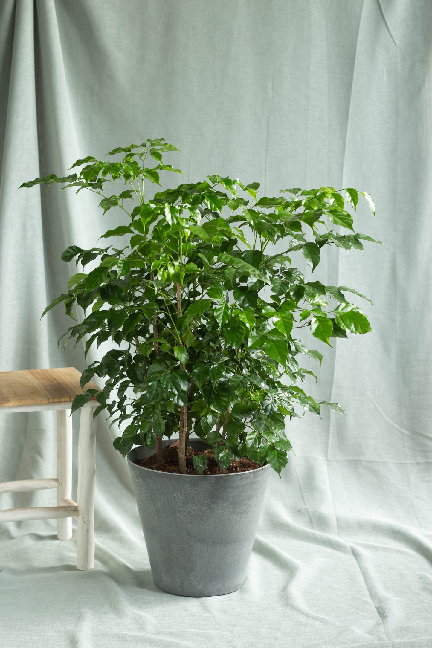 China Doll Plant