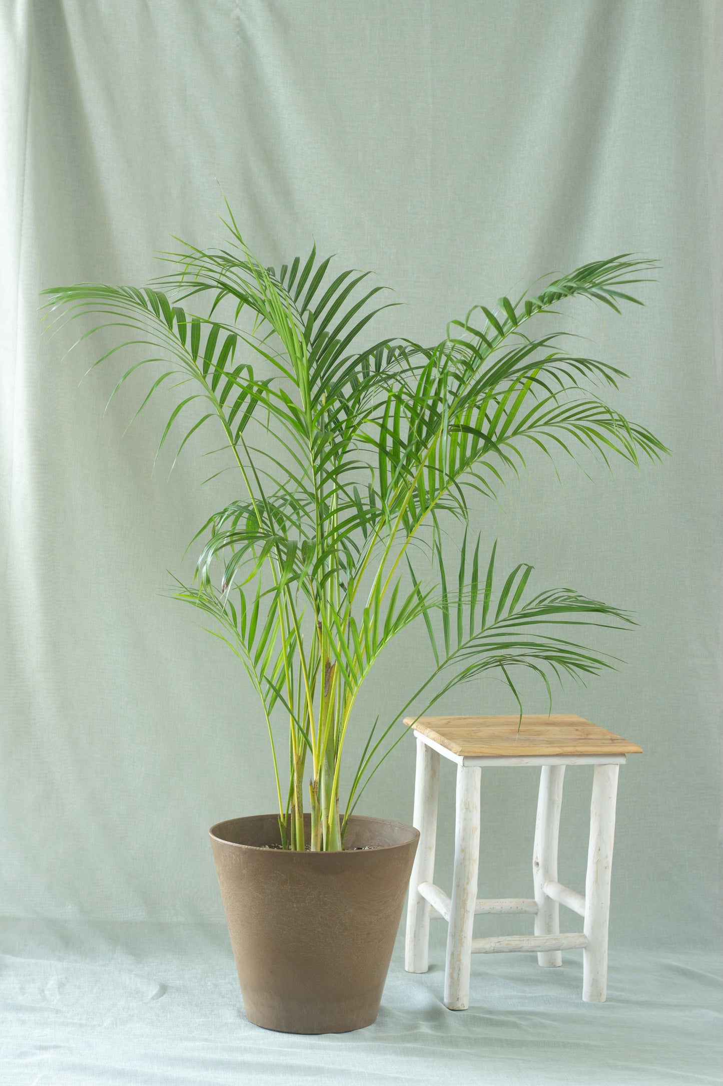 Areca Palm