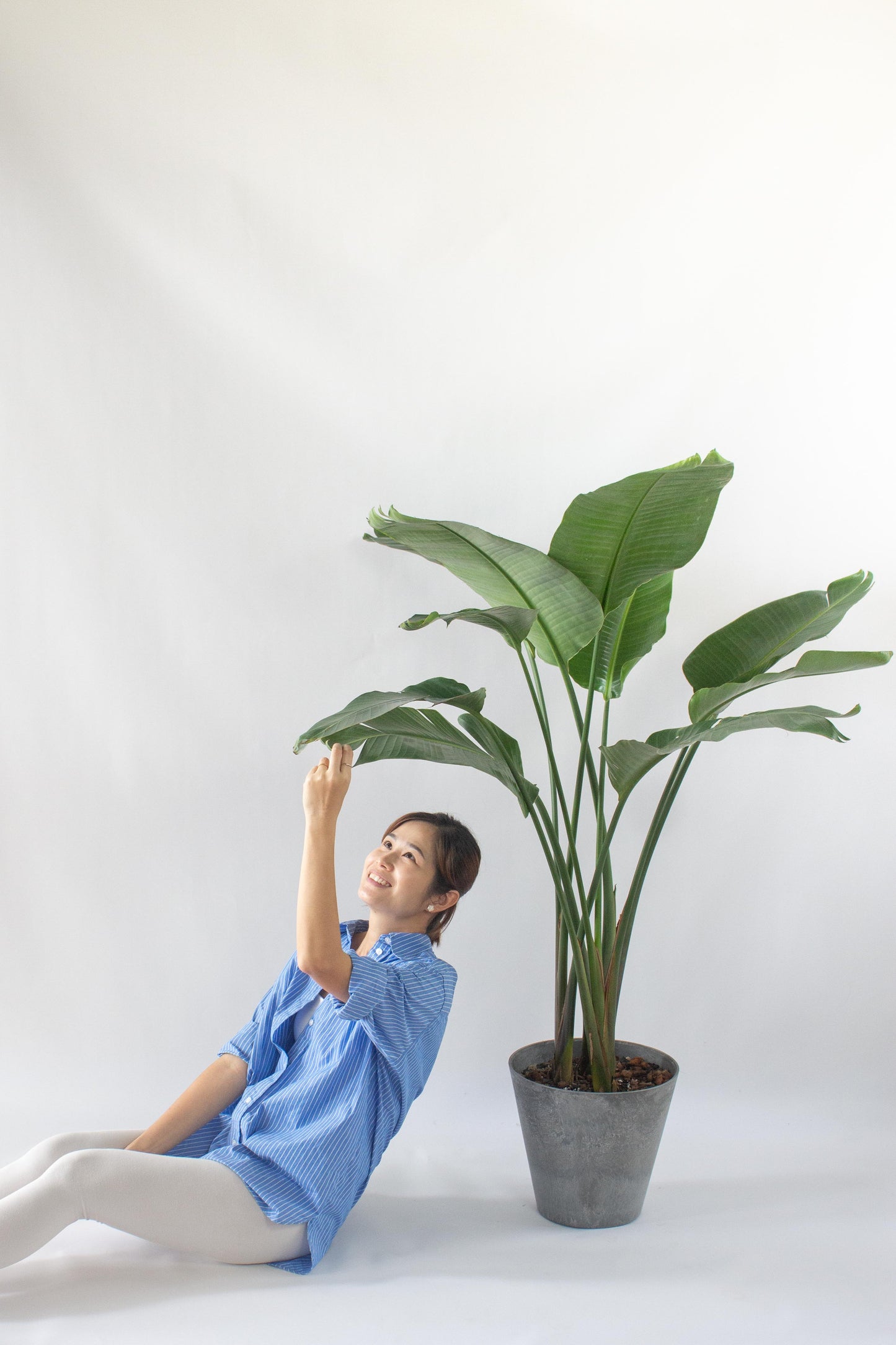 Bird of Paradise