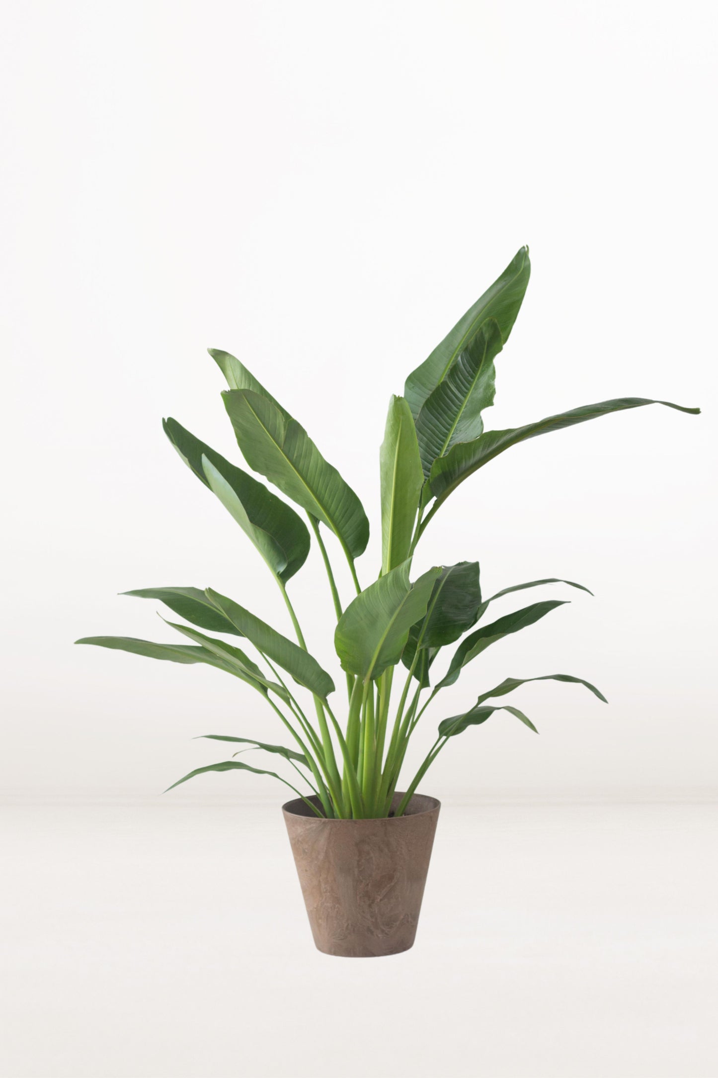 Bird of Paradise