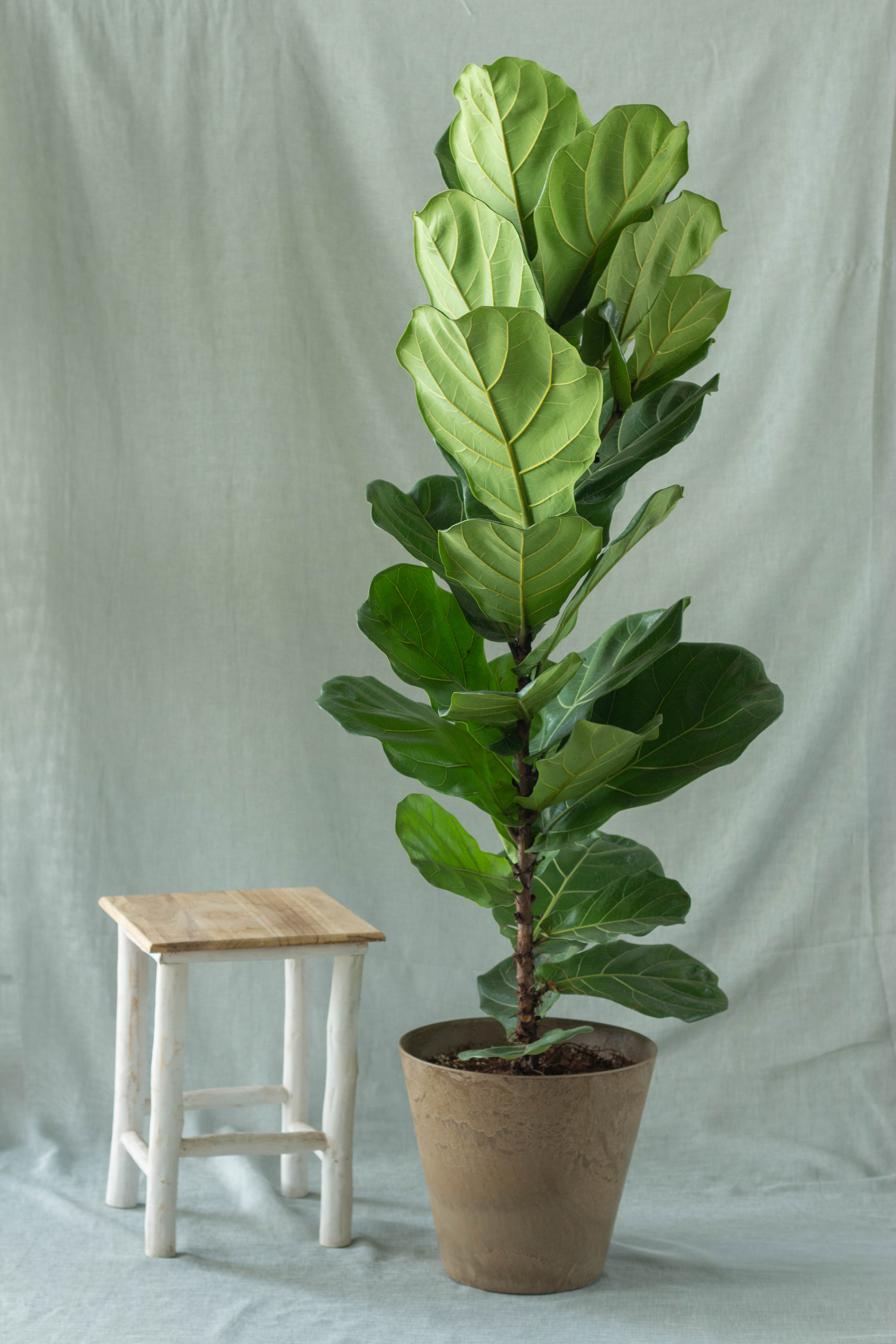 fiddle leaf fig em portugues Fiddle Leaf Fig – Bloomspace