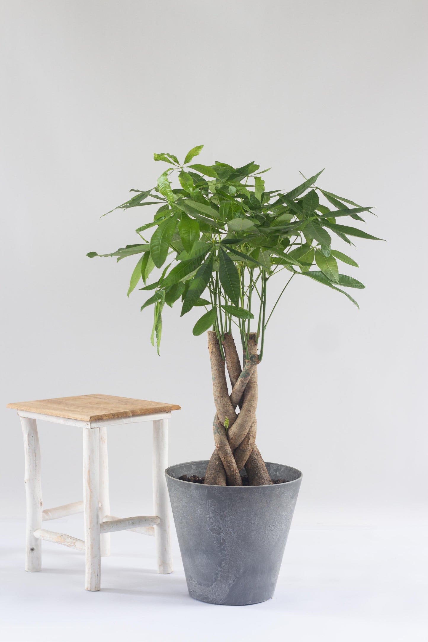 Braided Money Tree