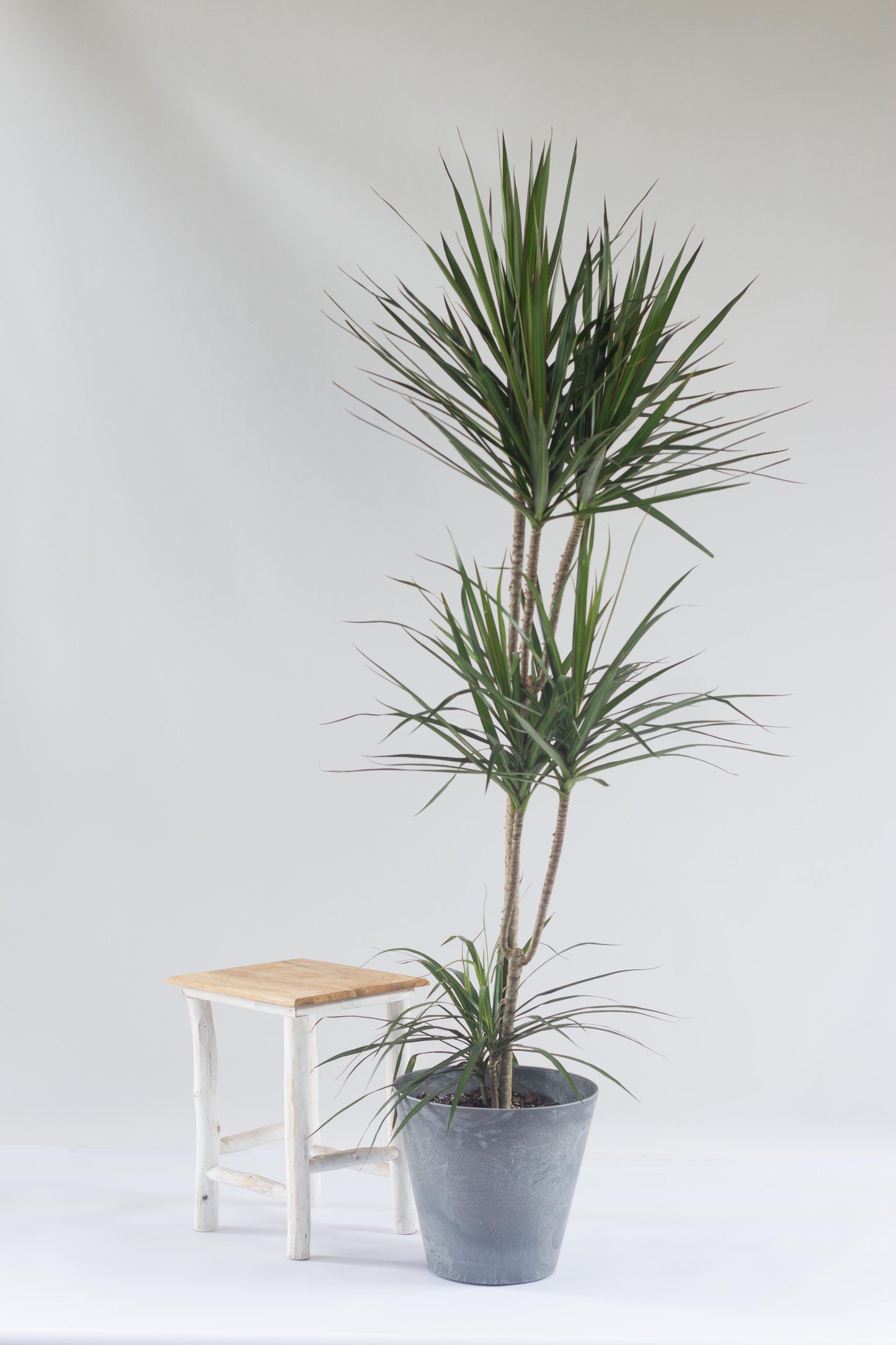 Dracaena Marginata