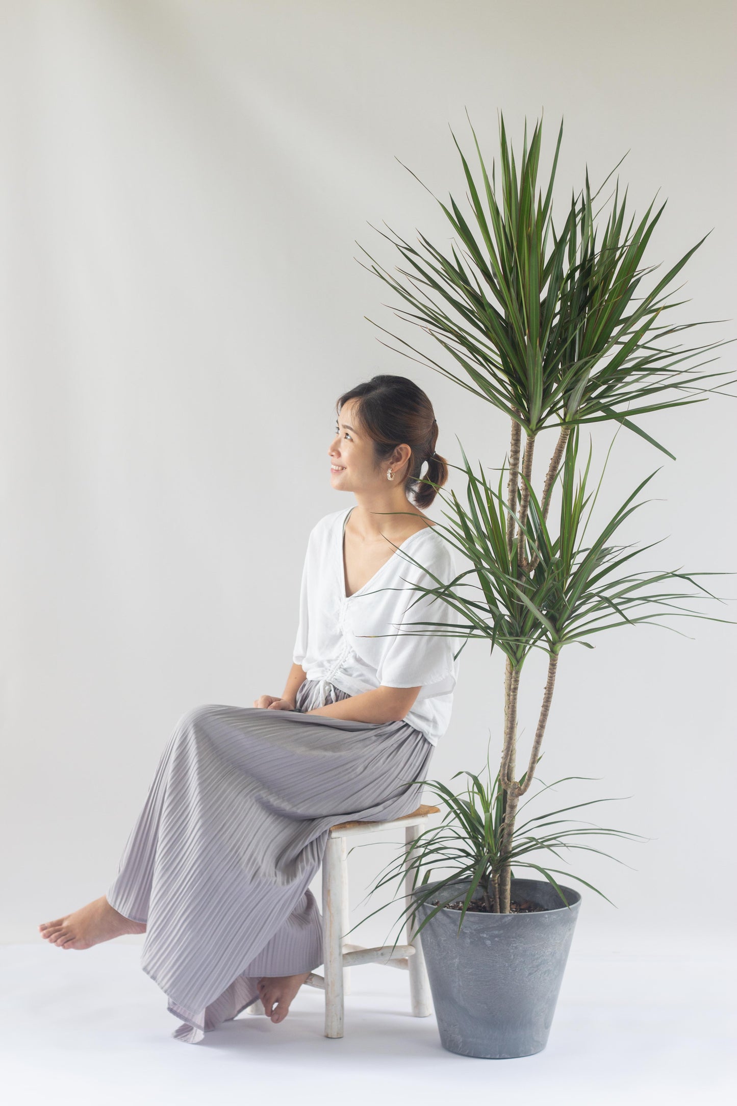 Dracaena Marginata