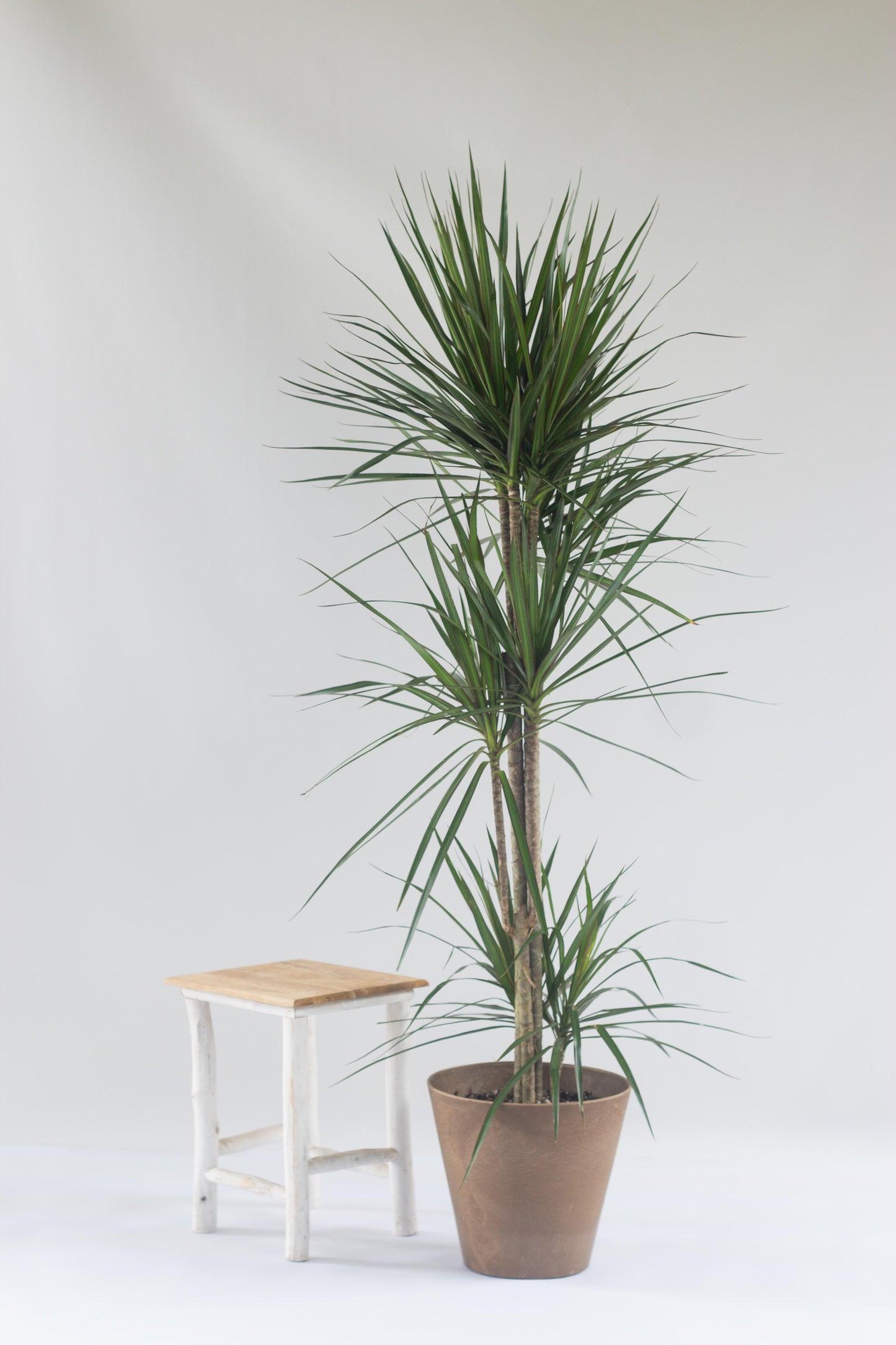Dracaena Marginata