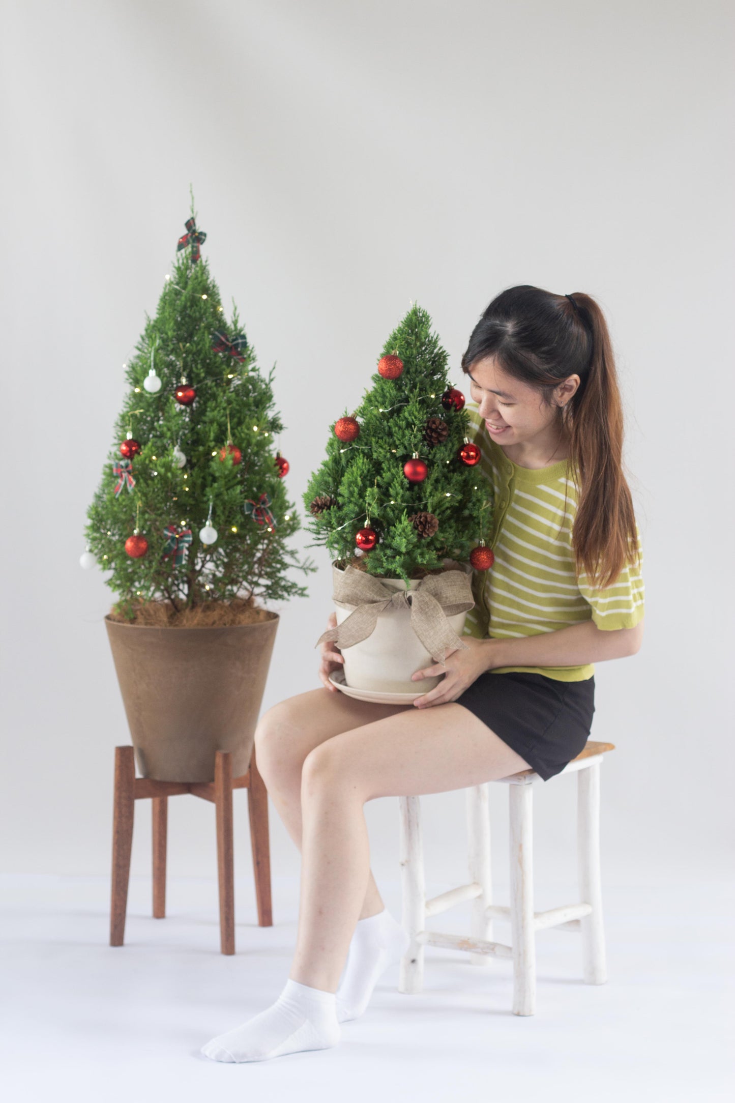 Christmas Pine