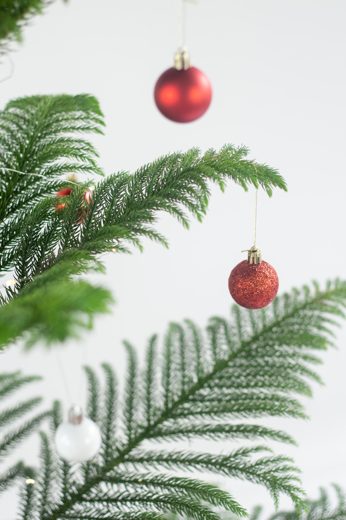 Norfolk Pine