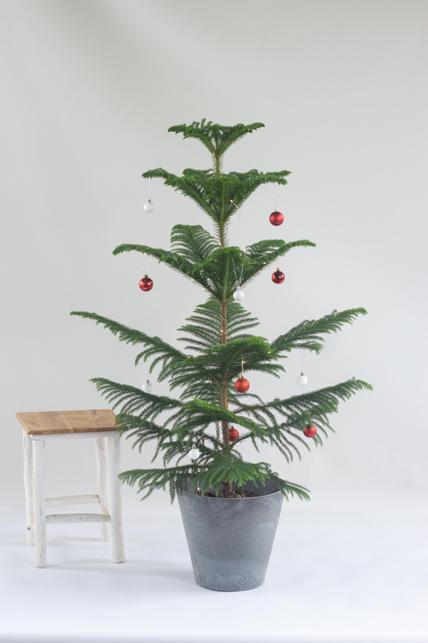 Norfolk Pine