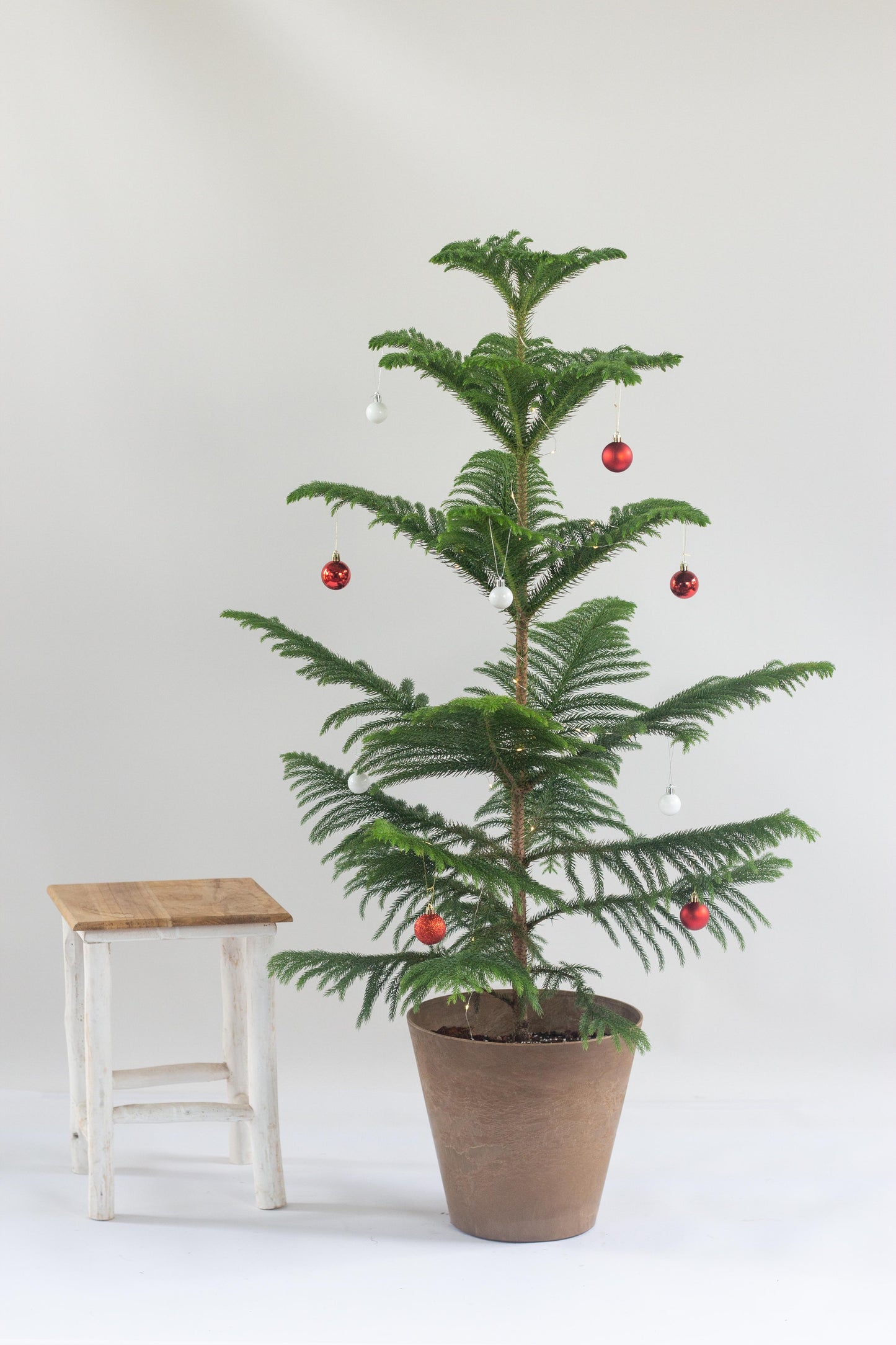 Norfolk Pine