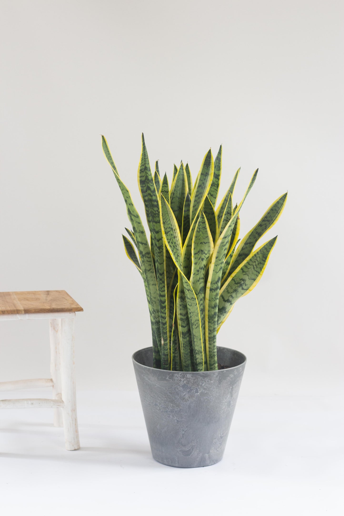 Sansevieria Trifasciata
