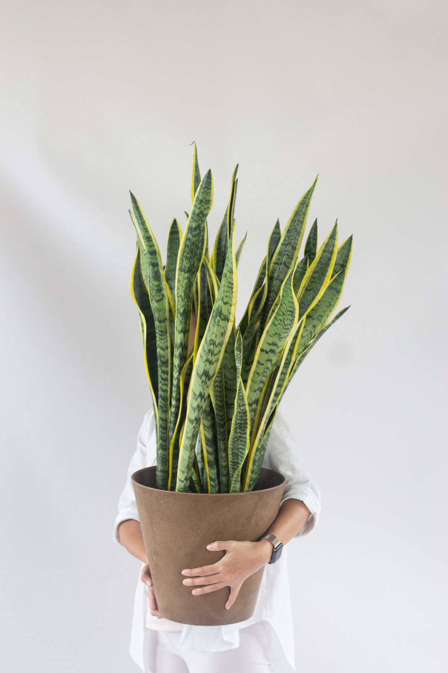 Sansevieria Trifasciata