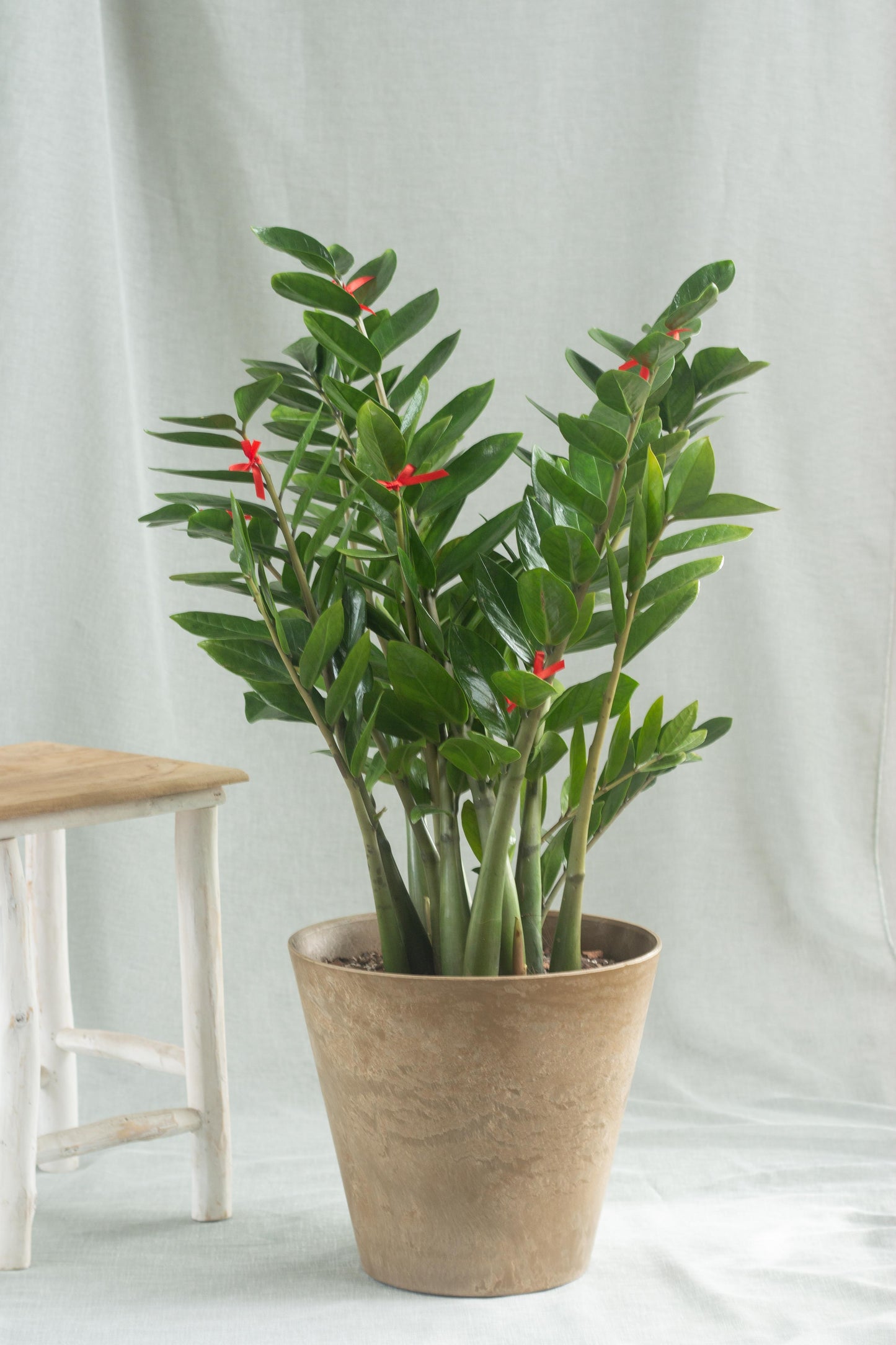 ZZ Plant