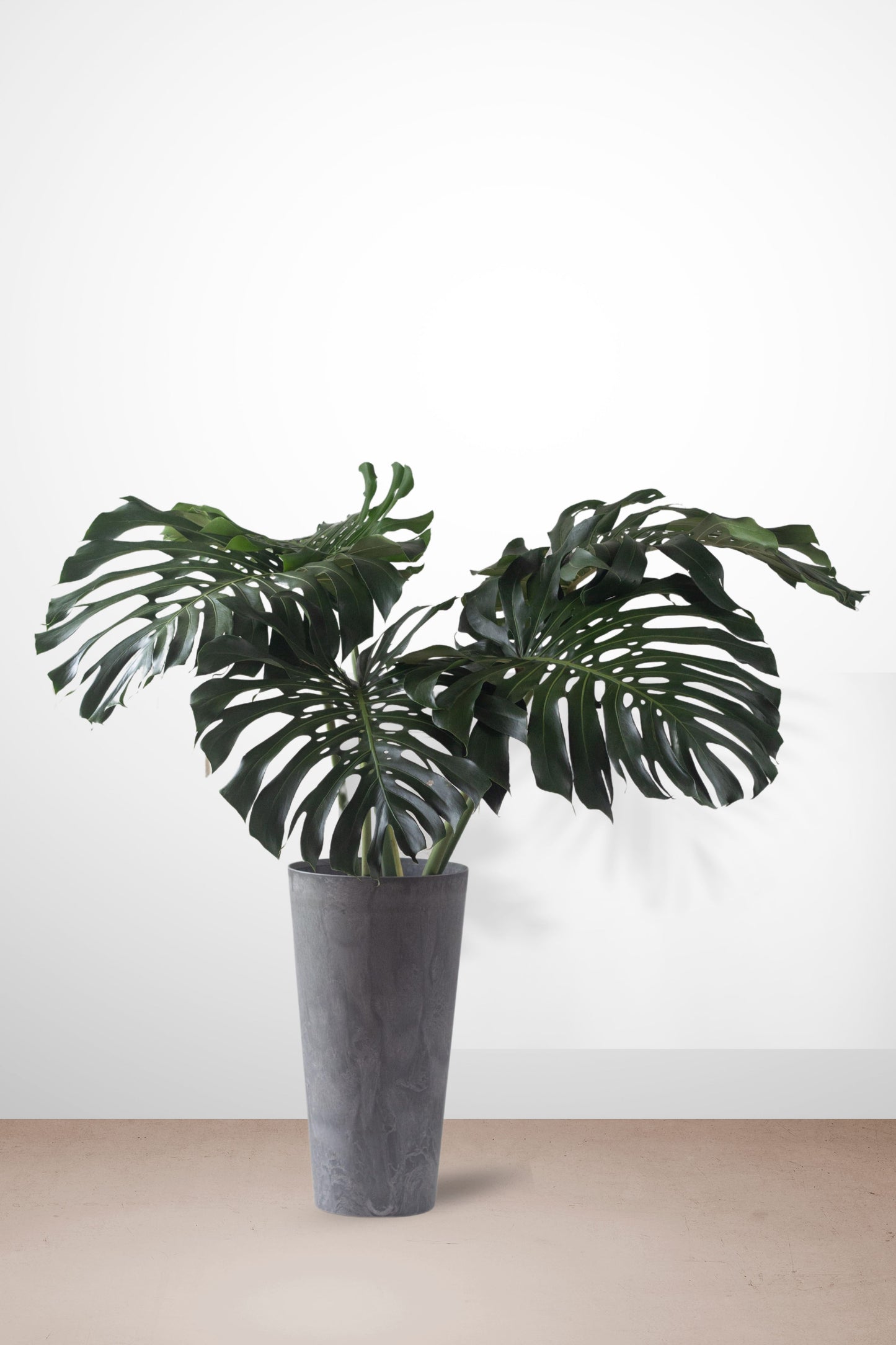 Monstera Deliciosa XXL
