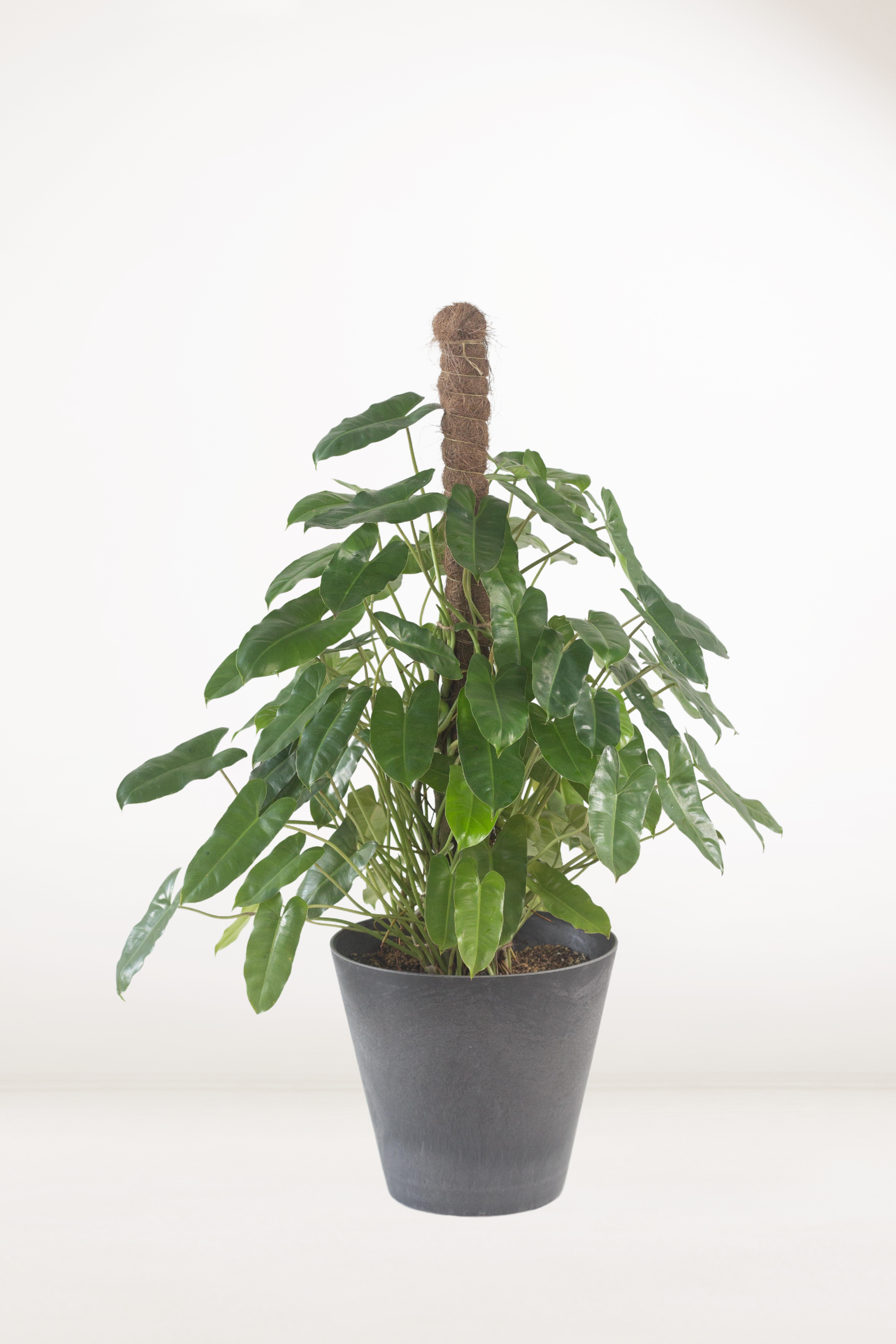 philodendron burle marx moss pole Philodendron Burle Marx – Bloomspace