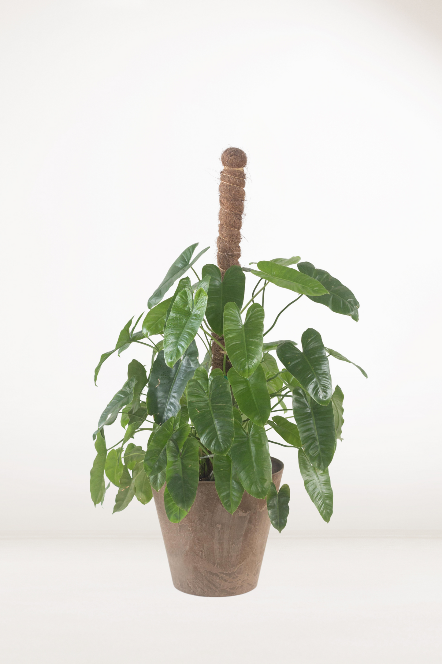 Philodendron Burle Marx