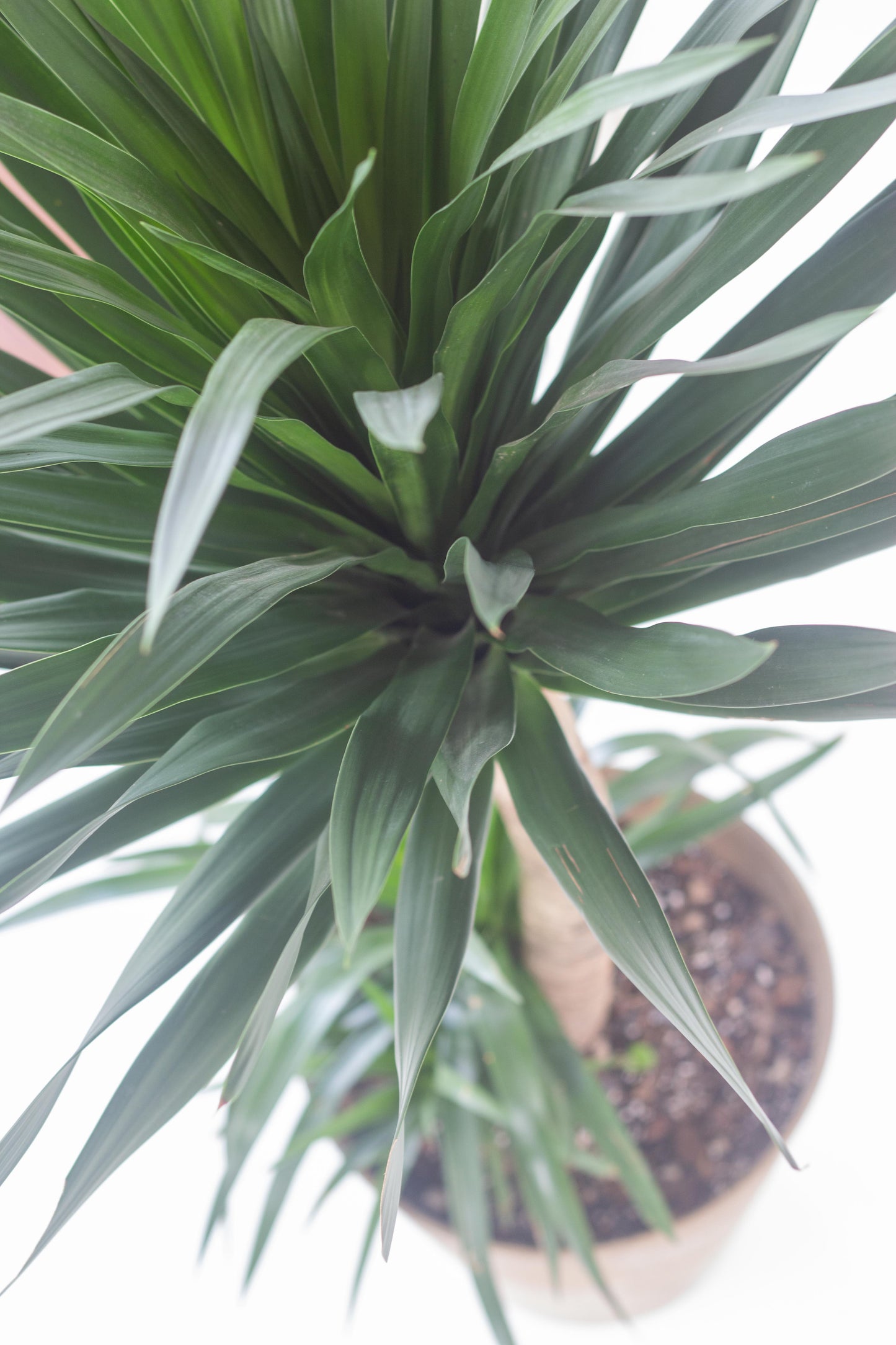 Dracaena Arborea