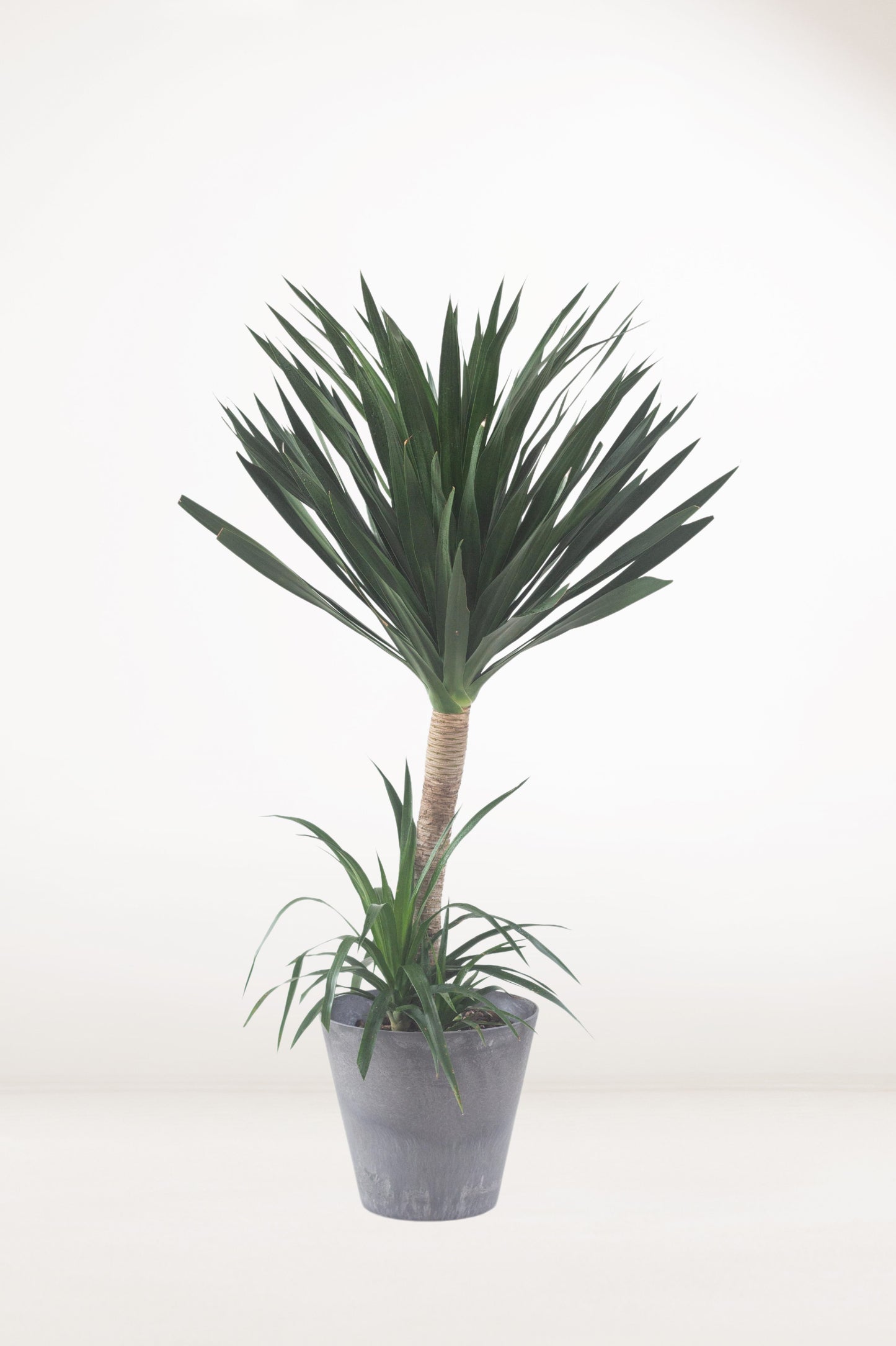 Dracaena Arborea
