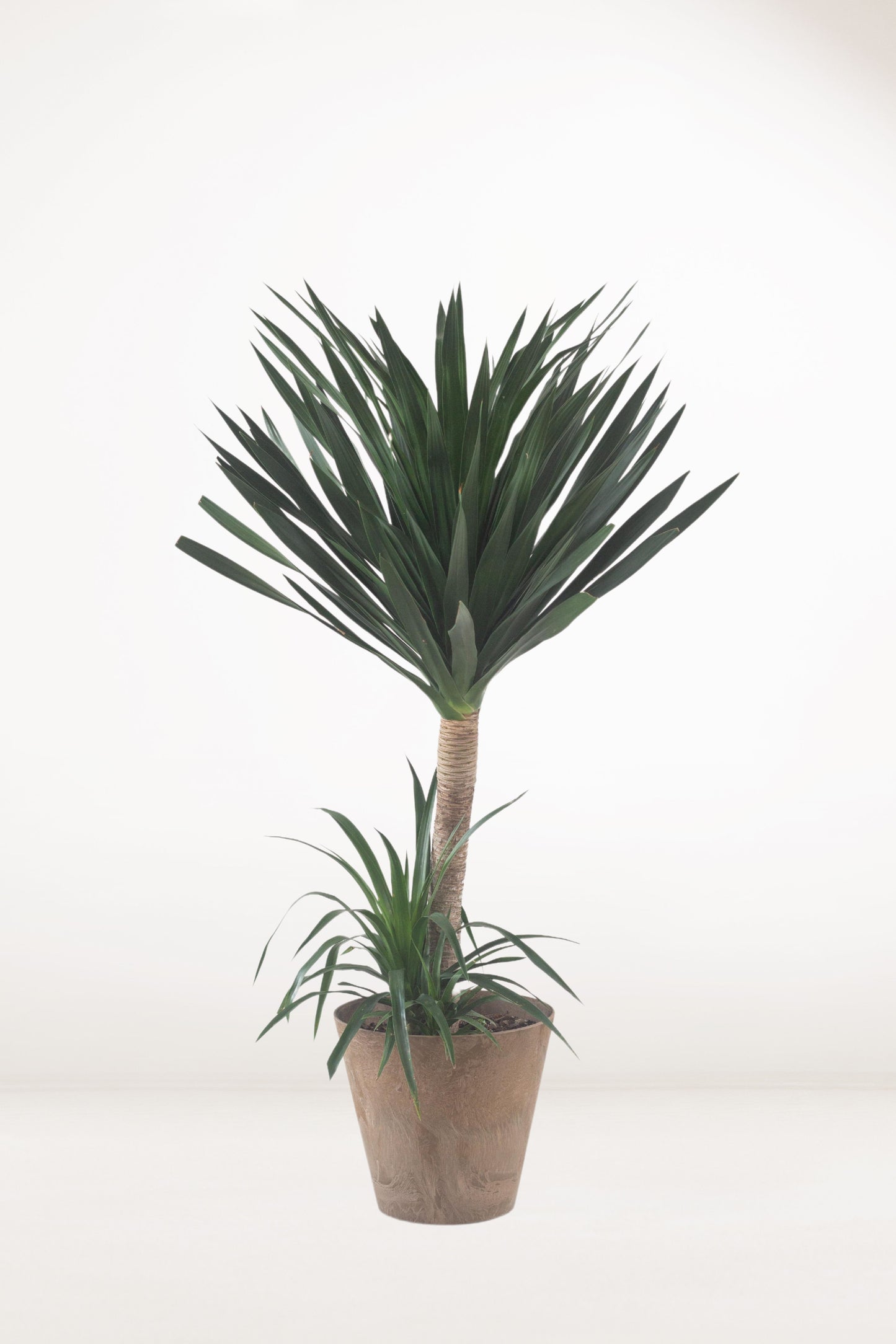 Dracaena Arborea