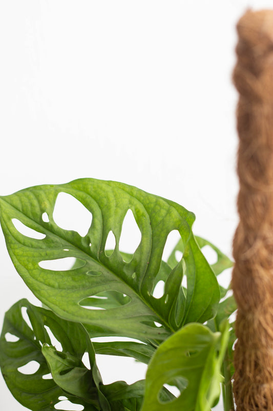 Monstera Adansonii