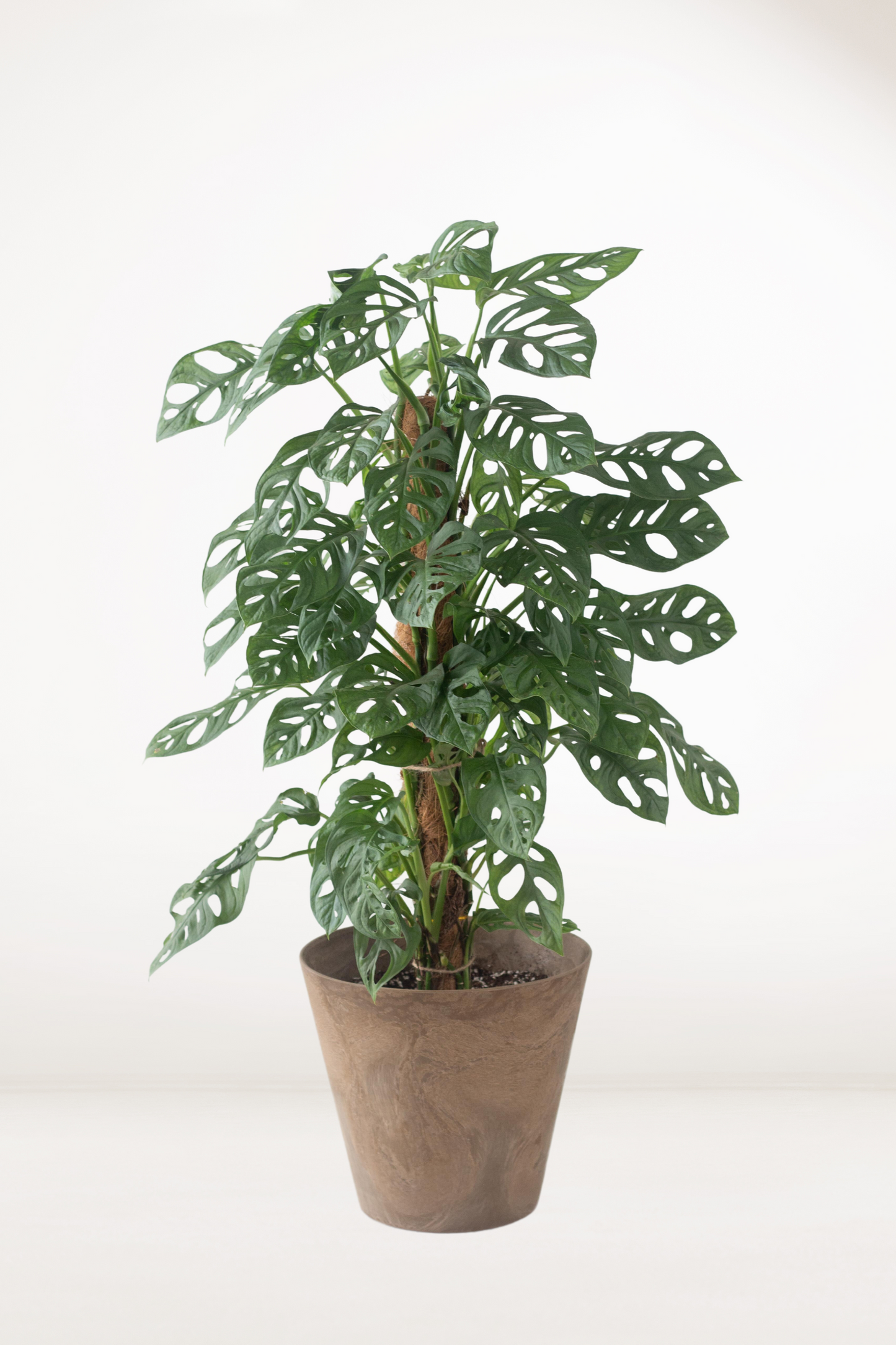 Monstera Adansonii