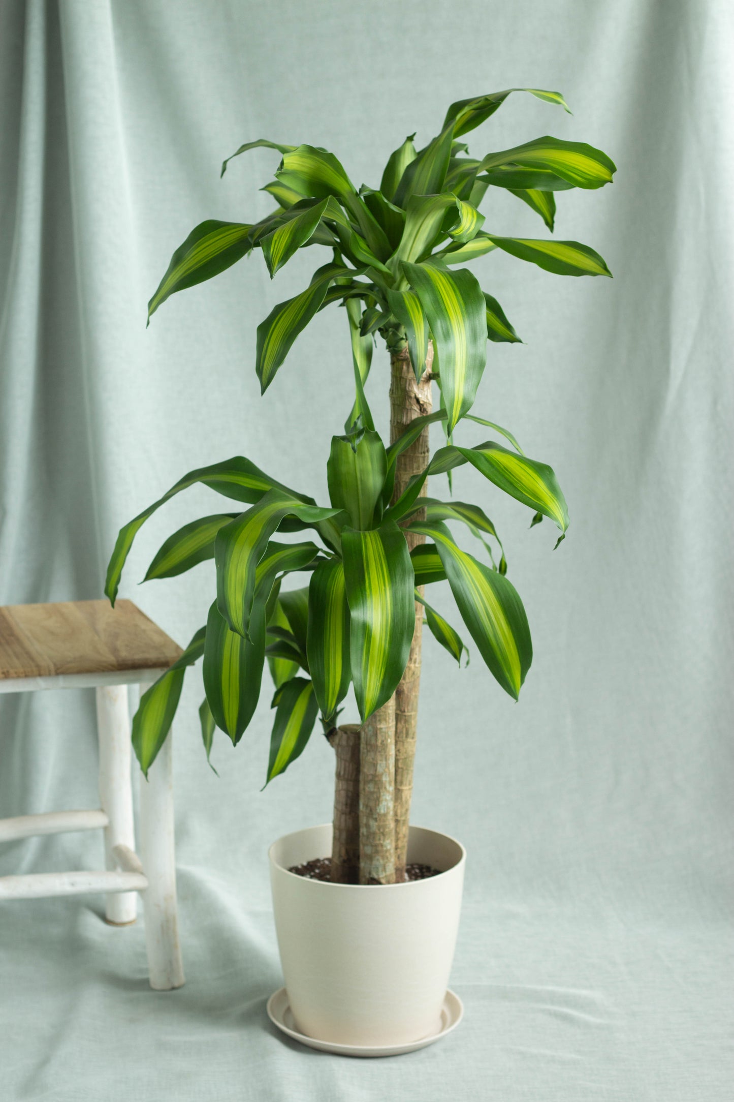 Dracaena Fragans Cane