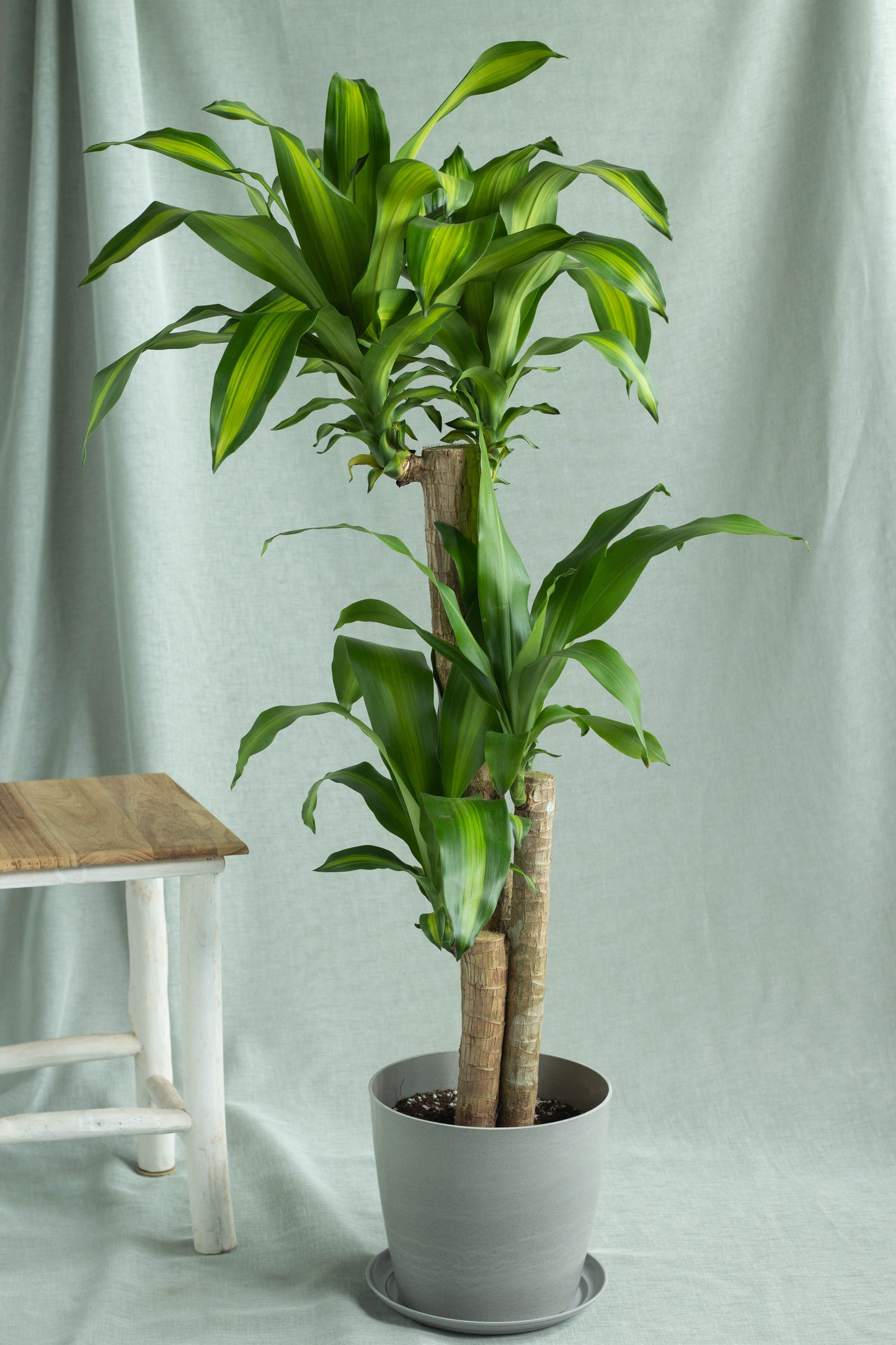 Dracaena Fragans Cane