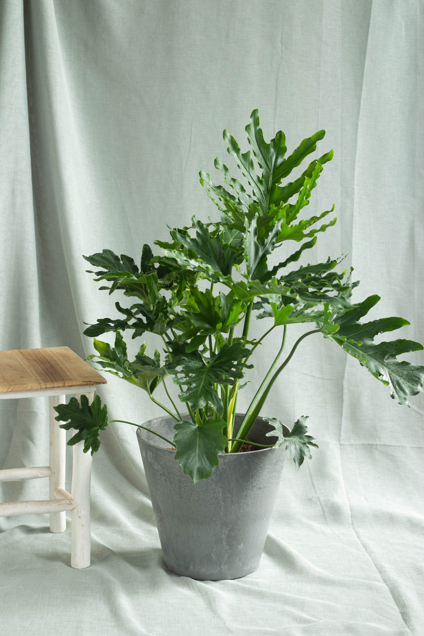 Philodendron Selloum