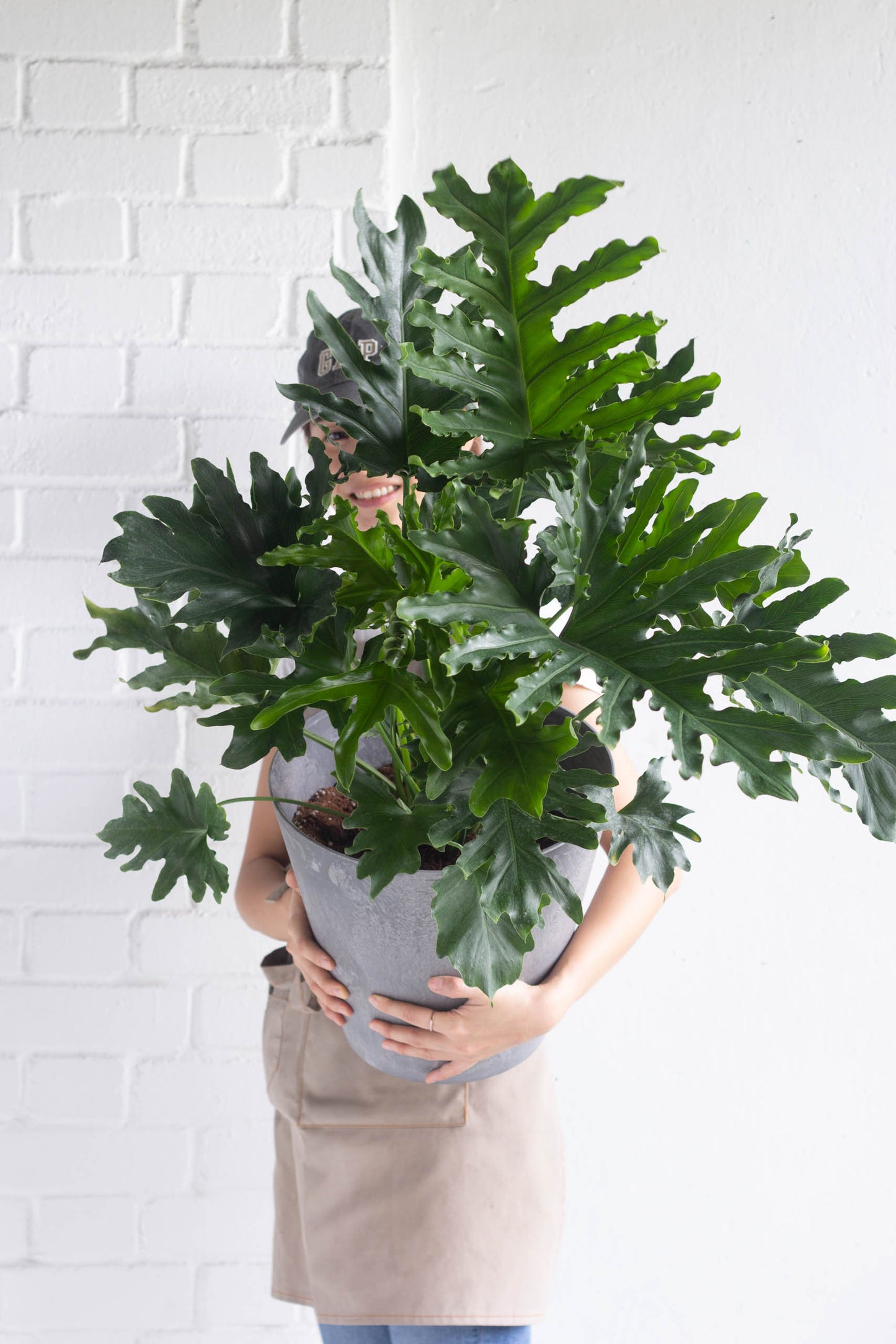 Philodendron Selloum