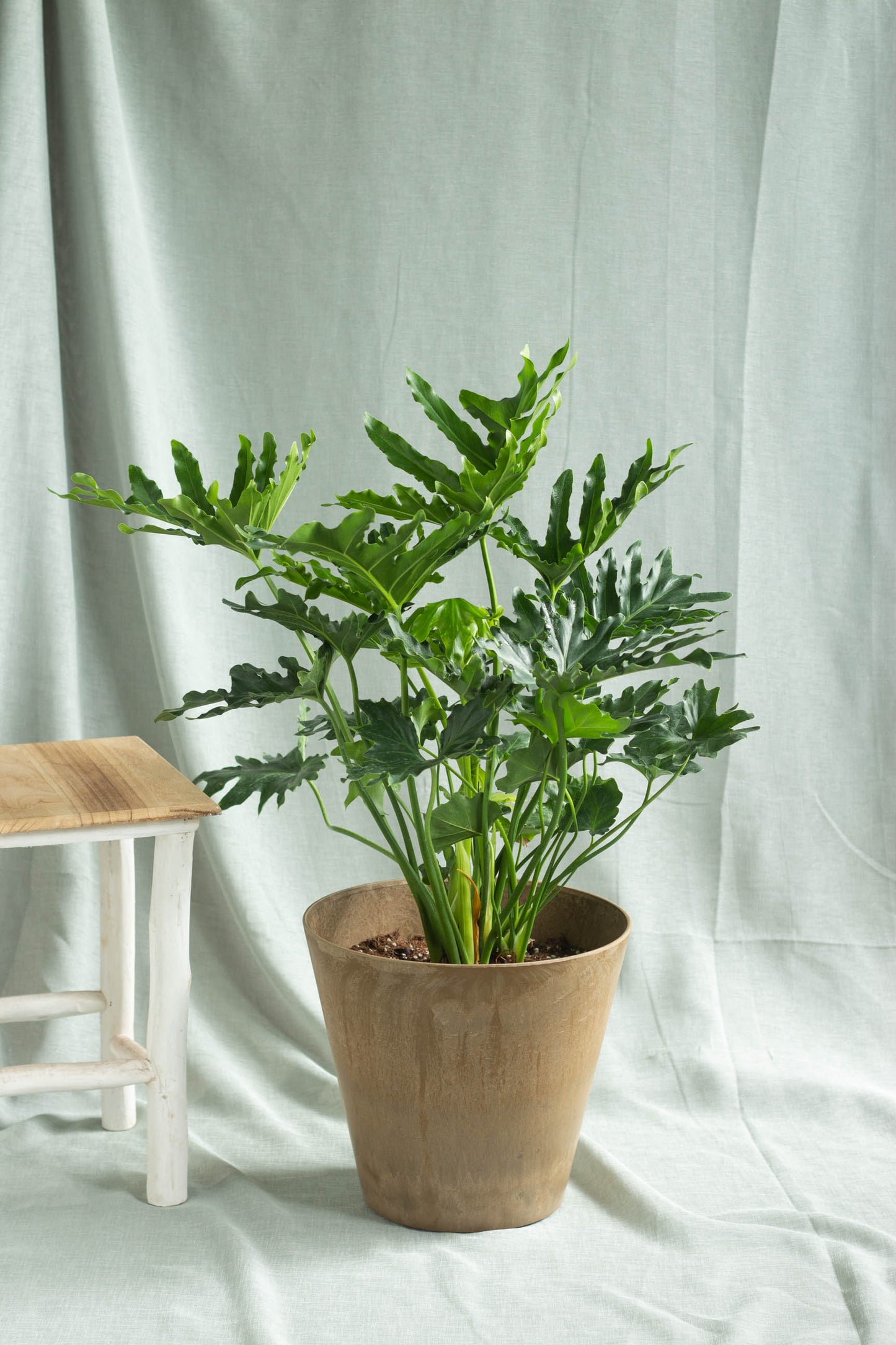 Philodendron Selloum