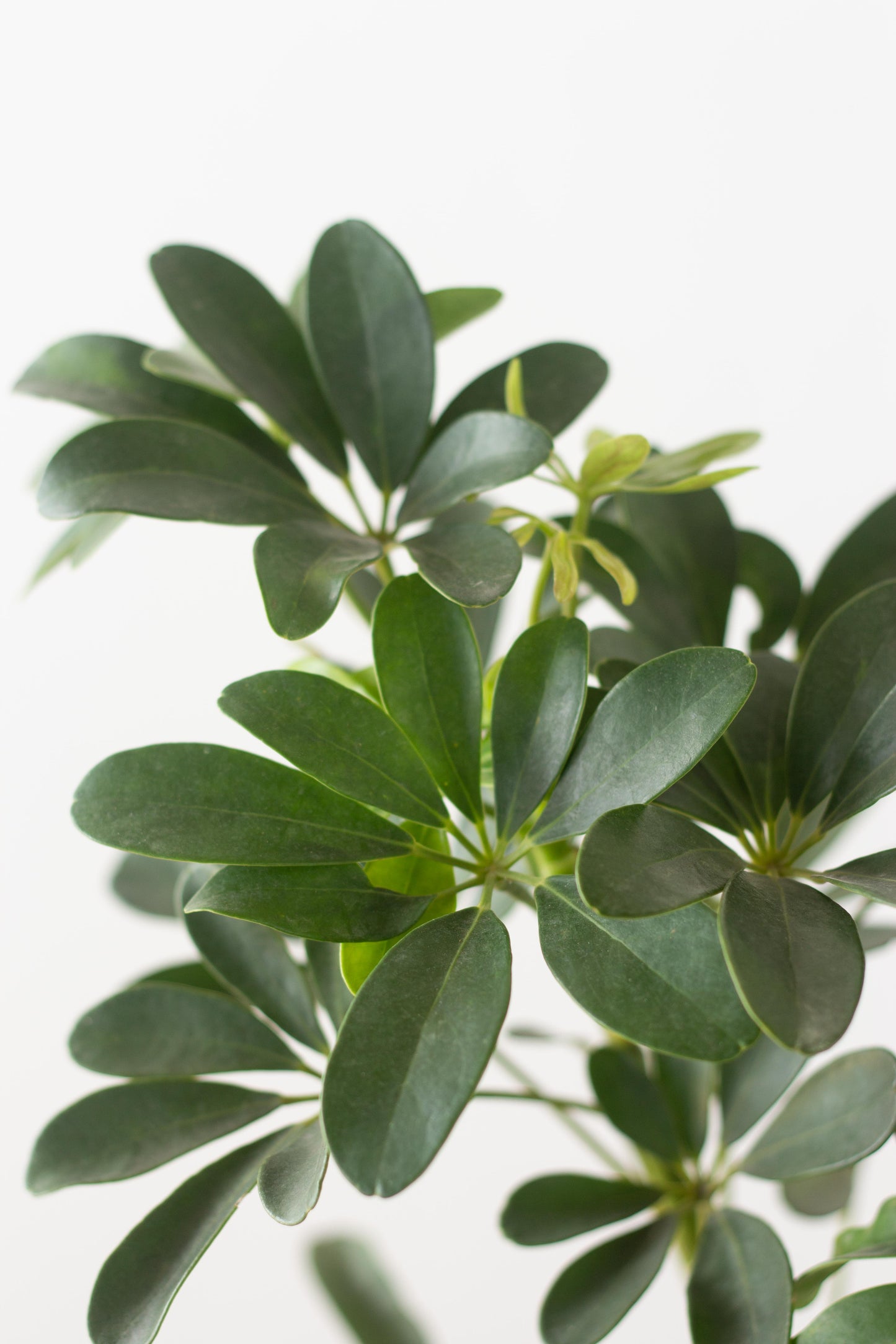 Umbrella Tree