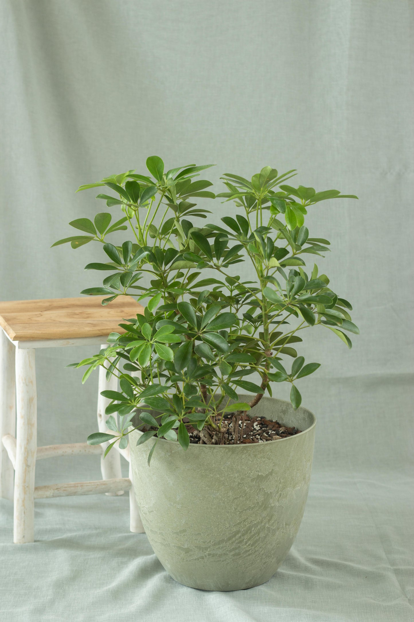 Umbrella Tree