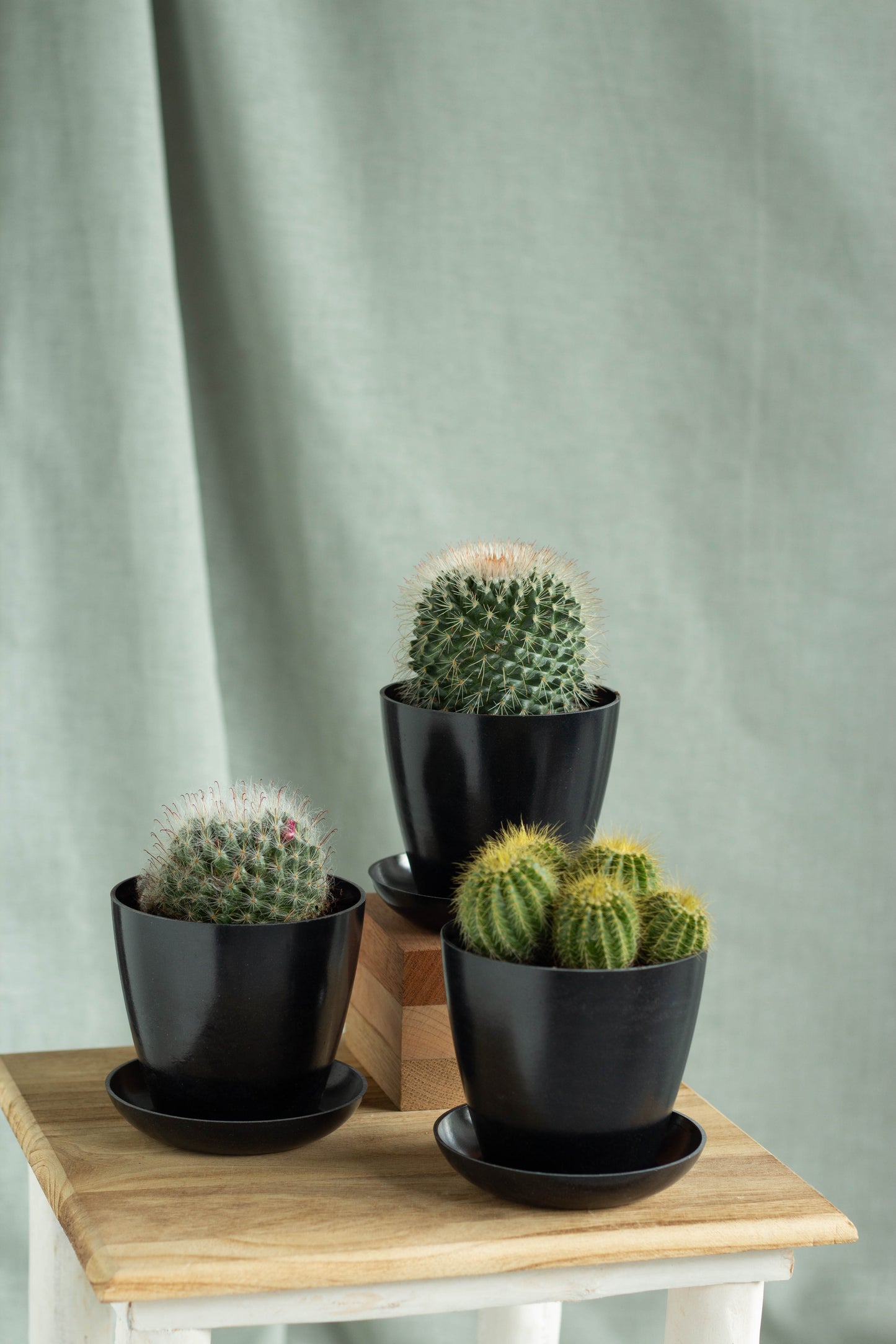 Windowsill Cacti Set