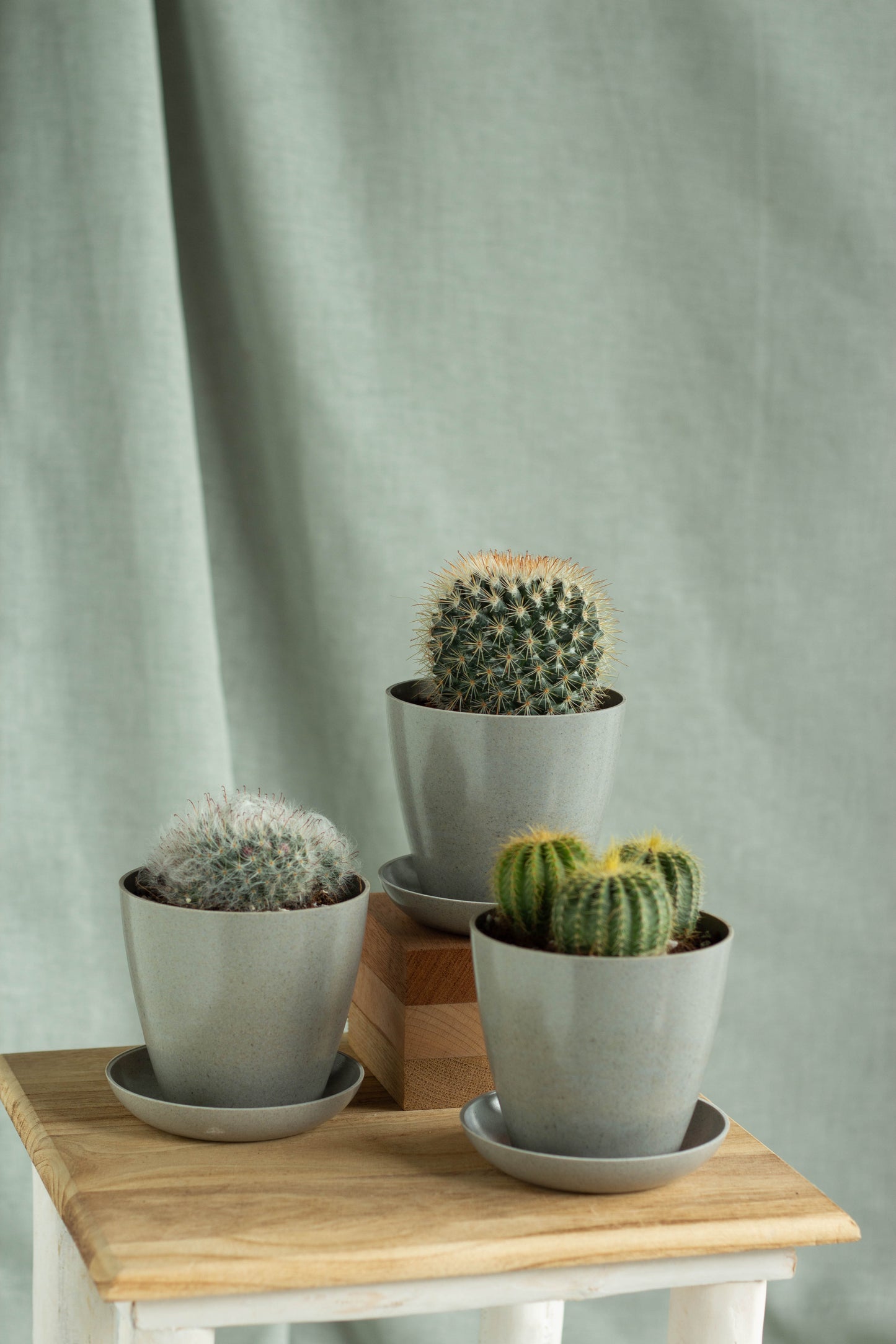 Windowsill Cacti Set