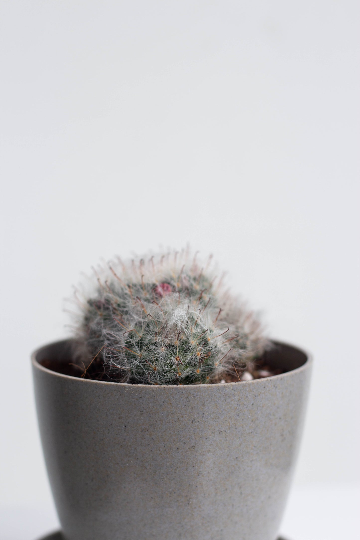 Closeup-Powder Puff Cactus