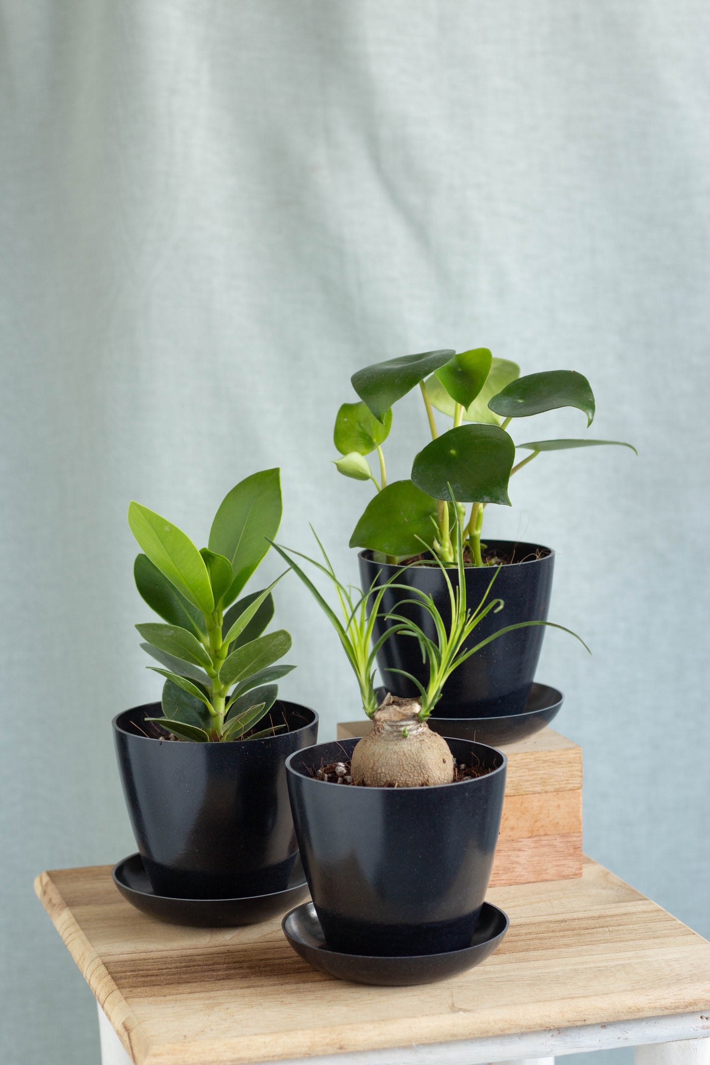Rainforest Set