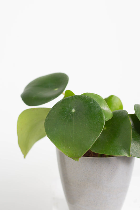 Closeup-Peperomia Raindrop