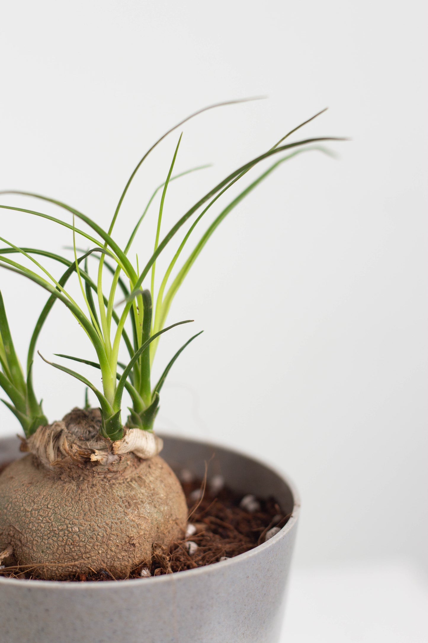 Closeup-Ponytail Palm