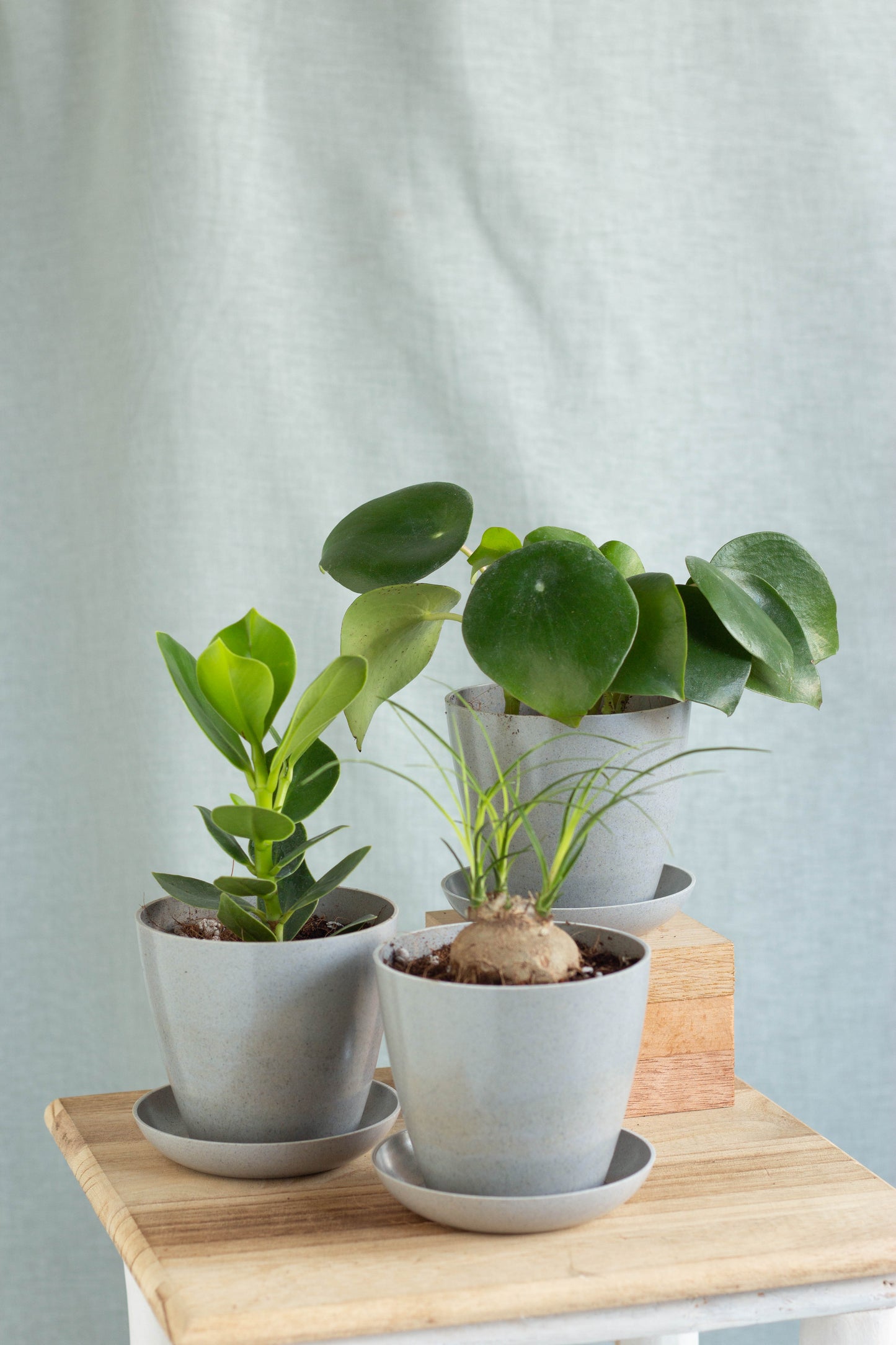 Rainforest Set