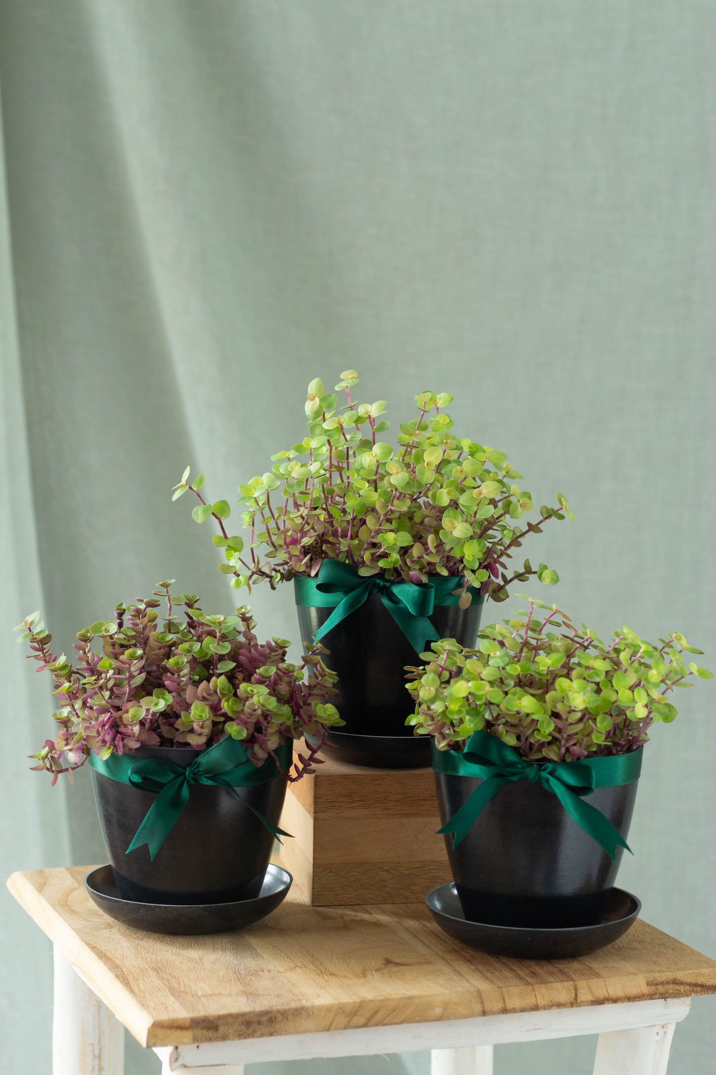 Callisia Repens Set