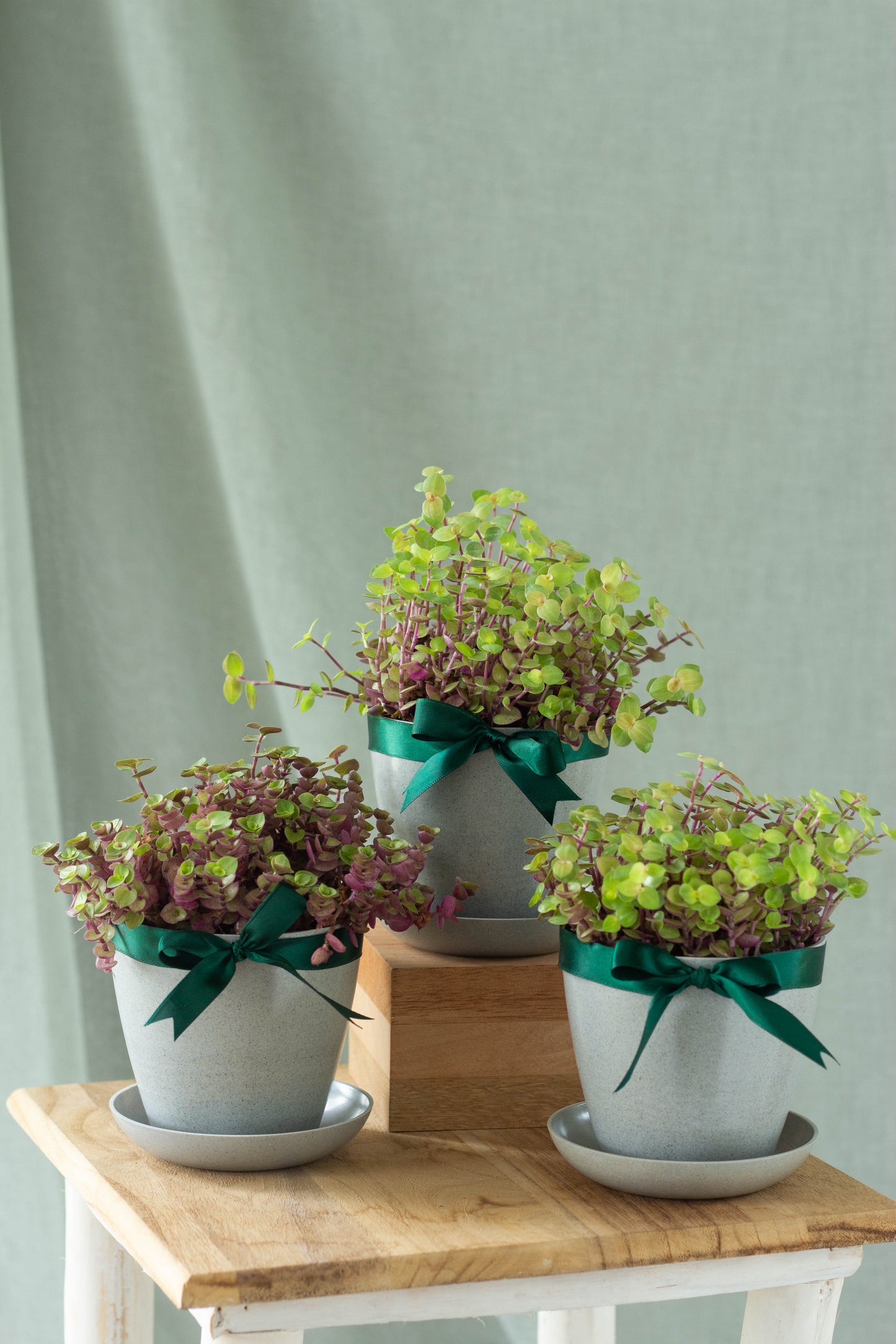Callisia Repens Set