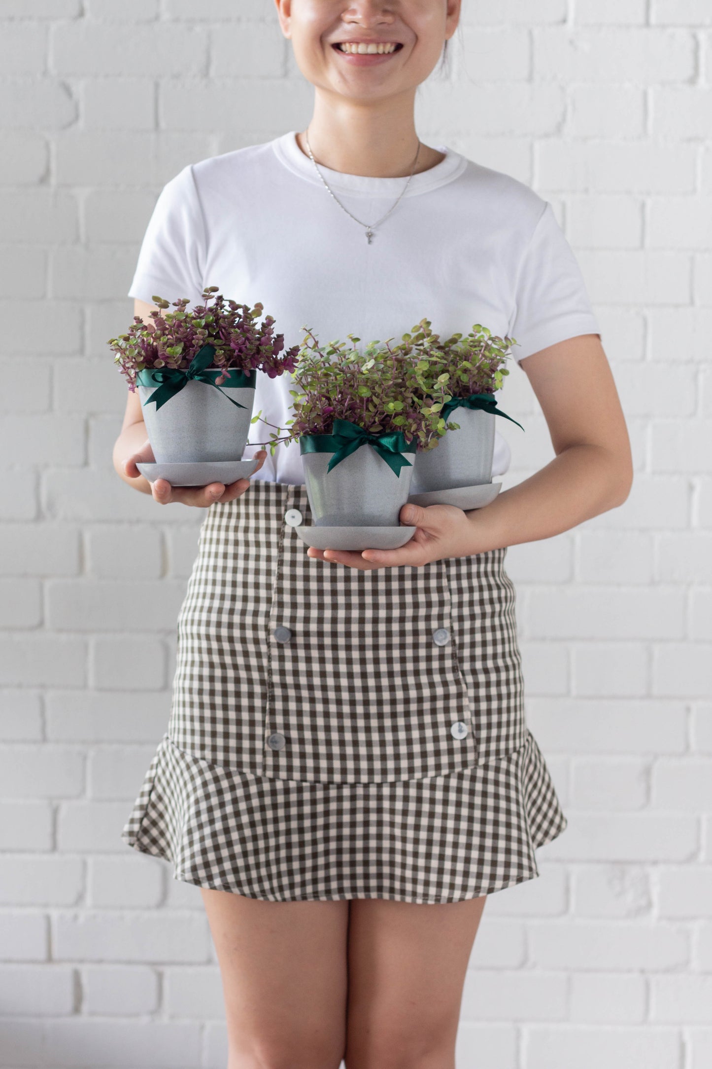 Callisia Repens Set
