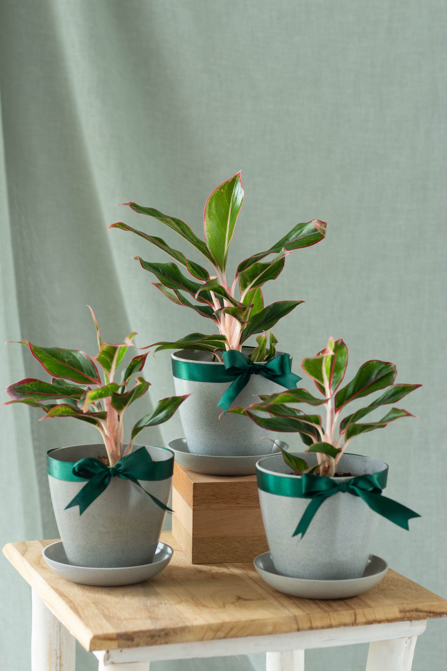 Aglaonema Aurora Set