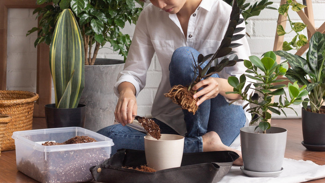 Why and How to Repot Indoor Plants