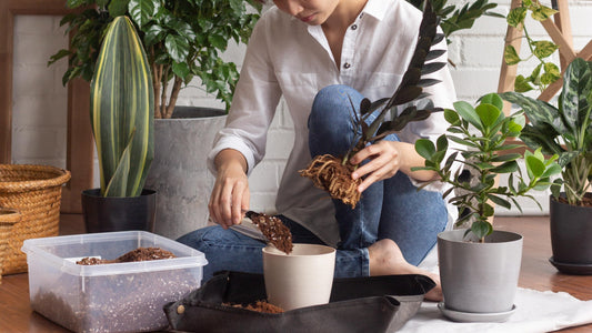Why and How to Repot Indoor Plants