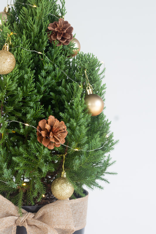 Christmas Pine (Preorder)