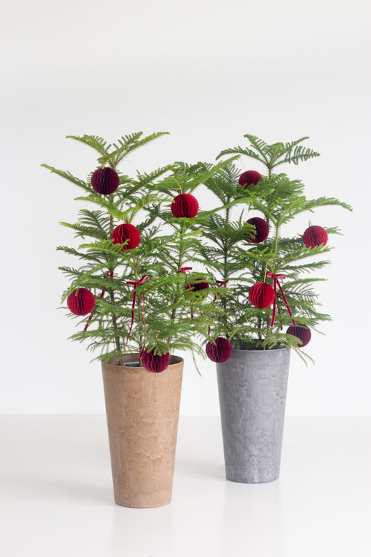Norfolk Pine