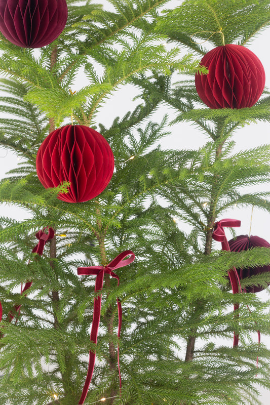 Norfolk Pine
