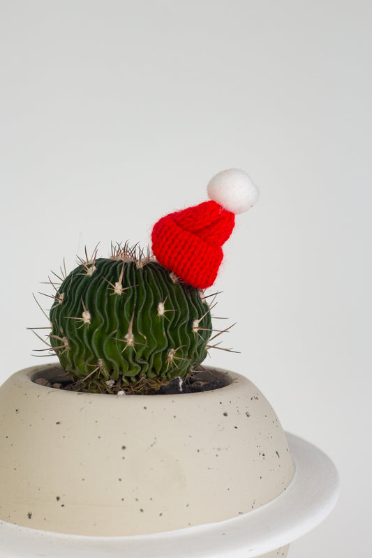 Festive Brain Cactus