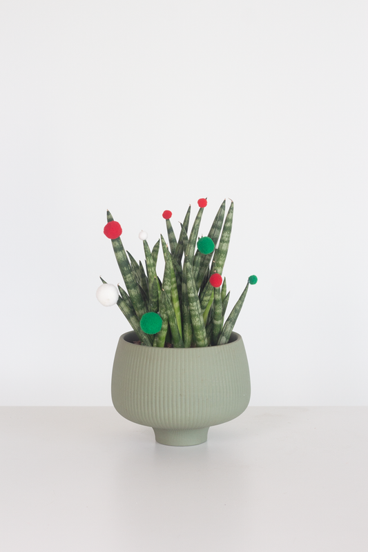 Sansevieria Cylindrica