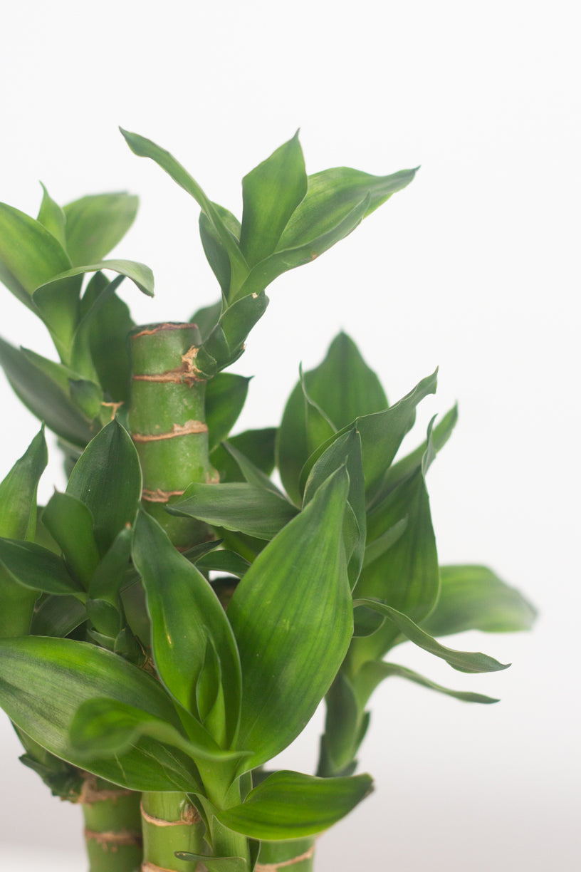 Golden Spring Bamboo